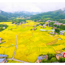 桂东高山冷水稻又丰收了！