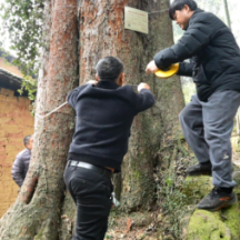 宜章县加强巡护 确保古树安全越冬