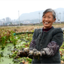 “泉”力赋能 宜章县汤湖里村白茨菇迎来丰收