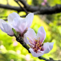 组图 | 汝城县热水镇山桃“秋绽”错季迎客 桂香未散又见春色