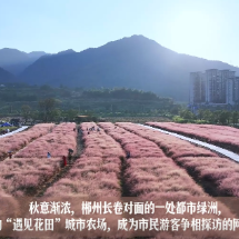 视频 | 苏仙区新晋网红打卡点：“遇见花田”编织都市田园梦