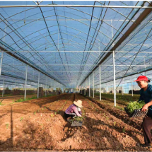 资兴市唐洞街道：闲置大棚焕生机 乡村振兴添活力