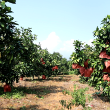 宜章县玉溪镇清水村：柚香引客来 农户增收乐