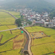 桂阳县：稻香千年新稻开镰 香米品牌赋能粮食安全新篇章