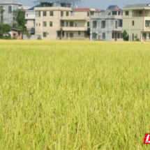 嘉禾县普满乡:机械化收割奏响晚稻迎丰收“金色乐章”