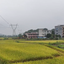 苏仙区：6.98万亩水稻喜获丰收 科技赋能助力农业提质增效