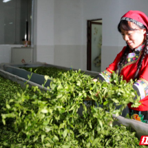 科技“智”援丨蓝利丽：以茶为媒，用科技点亮“金叶子”
