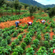 资兴市茶坪瑶族村:种植五指毛桃 蹚出强村富民路