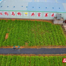 汝城县:党建联建聚动力  生姜产业焕活力