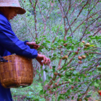 桂东县:茶油绘 “丰”景“榨”出“幸福油”