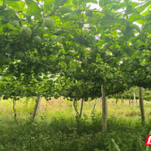 嘉禾县:林下生“金” 铺就乡村振兴致富路