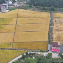 桂阳县:33万亩晚稻抢收忙 稻谷归仓黄金满仓