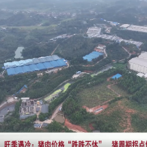 猪肉价格“跌跌不休” 猪周期拐点何时至？