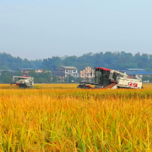 资兴市唐洞街道 : 机械化抢收晚稻 田间奏响“丰收曲”
