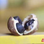 桂阳县:油茶丰收采摘忙 山乡土地“绿生金”