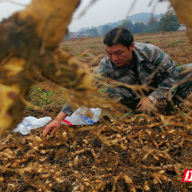 组图 | 资兴市唐洞街道:玉竹丰收采收忙