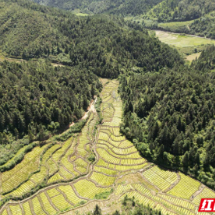 汝城县井坡镇:人大代表助力农业振兴