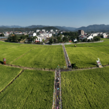 组图 | 安仁县：金秋稻田美如画