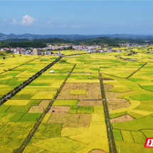 组图 | 嘉禾县：金秋田园 “丰”景如画