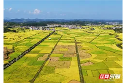 嘉禾县：金秋田园 “丰”景如画