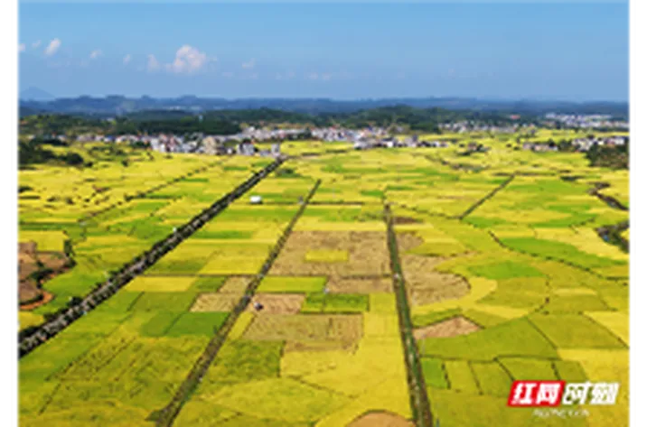 组图 | 嘉禾县：金秋田园 “丰”景如画