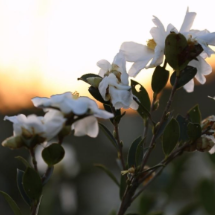 组图 | 宜章县浆水乡锁石村:油茶花开 醉卧夕阳