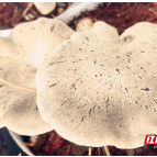 嘉禾县石桥镇:菌香引客来 农旅促振兴