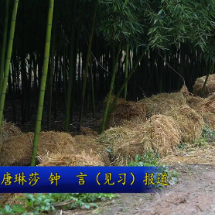 视频 | 雷笋穿“秸秆羽绒服” 湿冷冬季高产“不掉链”