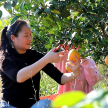 宜章县浆水乡锁石村:脐橙飘香季 游客采摘乐