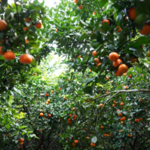 宜章县天塘镇太平山村:砂糖橘甜蜜丰收