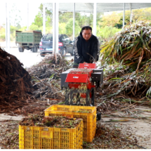 秸秆变“绿肥” 汝城开辟生态农业新路径