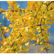 桂阳:振南书院古银杏迎来最佳观赏期