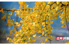 桂阳：振南书院古银杏迎来最佳观赏期