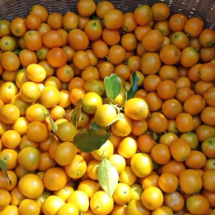 桂东县清泉镇:金桔迎丰收 “黄金果”铺就致富路