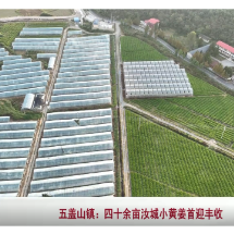 苏仙区五盖山镇:四十余亩汝城小黄姜首迎丰收