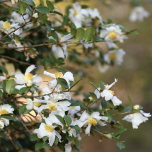 宜章县赤石乡:油茶花开满山坡 繁花似锦兆丰年