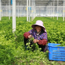央视聚焦!金融服务精准“滴灌”,“贷”动北湖蔬菜产业升级