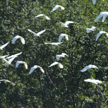 哲学里的郴州 | 接稳两轮“候鸟”，桂东县靠什么