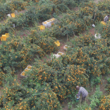 临武县:昔日荒地变果园7万余亩柑橘带富群众