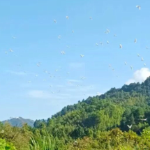 宜章莽山国家级自然保护区何家湾候鸟保护站:多措并举织密候鸟迁徙“安全网”