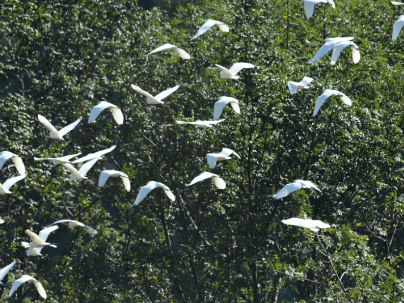 哲学里的郴州 | 接稳两轮“候鸟”，桂东县靠什么