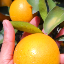 组图 | 资兴：天塘坪冰糖橙抢“鲜”上市