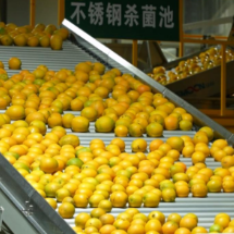 宜章县:脐橙选“美” 科技有“范”