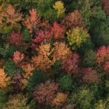 临武县：满园“枫”景入画来