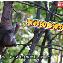 视频 | 短尾猴下山觅食为莽山添生趣