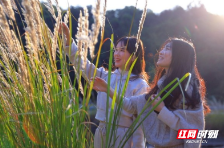 临武楚江冬日“打卡”热 芦花如雪醉游人