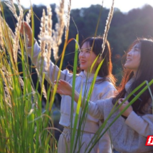 临武楚江冬日“打卡”热 芦花如雪醉游人