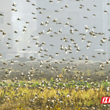 组图 | 嘉禾县：万鸟齐飞