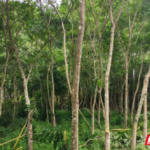 桂东县：青山藏“金果” 遍地“业”飘香