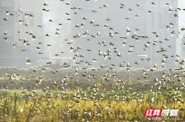 组图 | 嘉禾县：万鸟齐飞